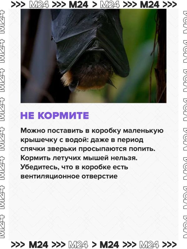 Летучие мыши всё чаще залетают в квартиры москвичей из-за аномально тёплой осени Летучие мыши всё чаще залетают в квартиры москвичей из-за аномально тёплой осени