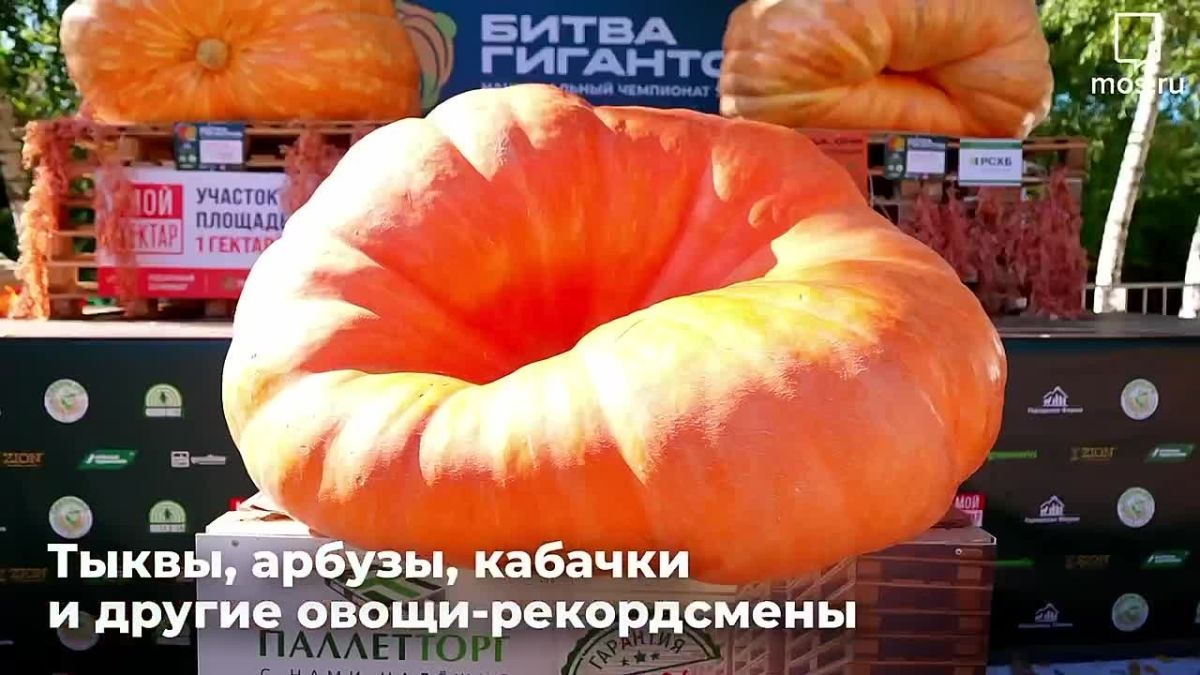 На ВДНХ продолжается осенний фестиваль урожая «Битва гигантов»