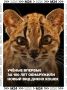 ����� ��� ����� ������� Leopardus tilcayo � �������