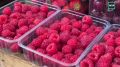 Вторая волна урожая малины и клубники захватила столичные ярмарки: ягоды привозят из разных регионов России, включая Краснодарский край, Дагестан и Московскую область