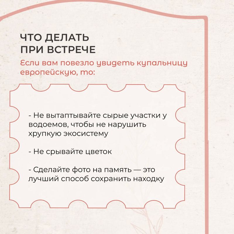 Купальница европейская — редкое украшение столичных лесов Купальница европейская — редкое украшение столичных лесов
