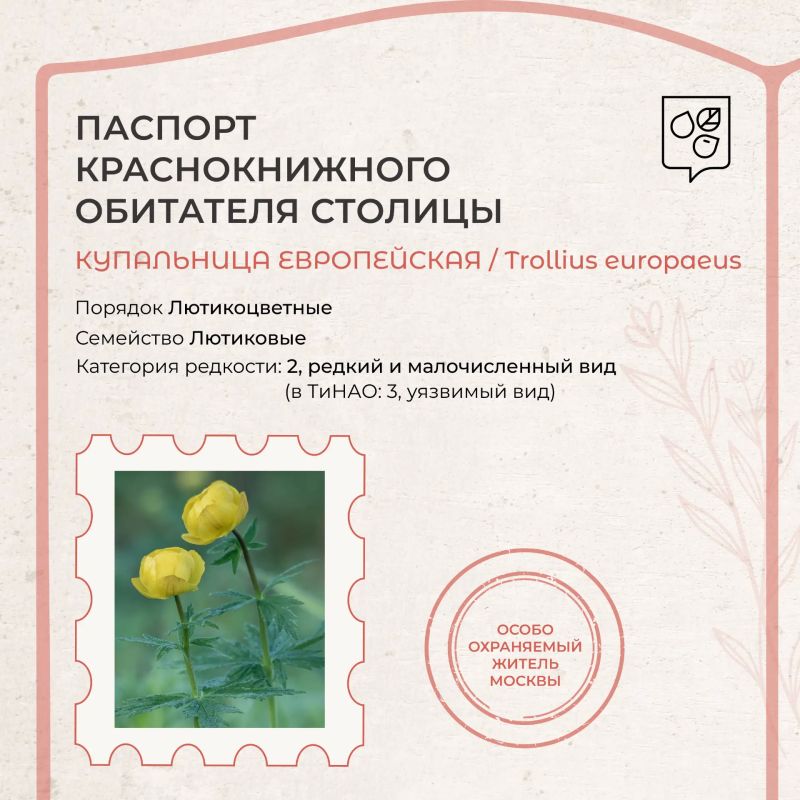 Купальница европейская — редкое украшение столичных лесов