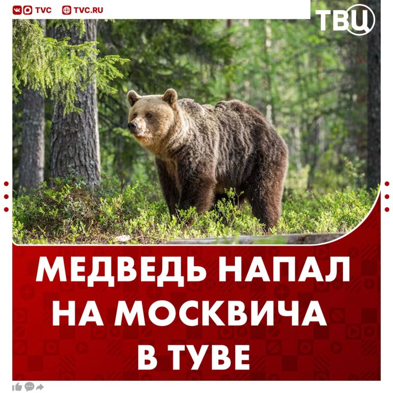 Турист из Москвы умер после нападения медведя в Туве