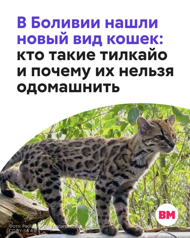 В Боливии ученые описали новый вид диких кошек — тигровую кошку тилкайо