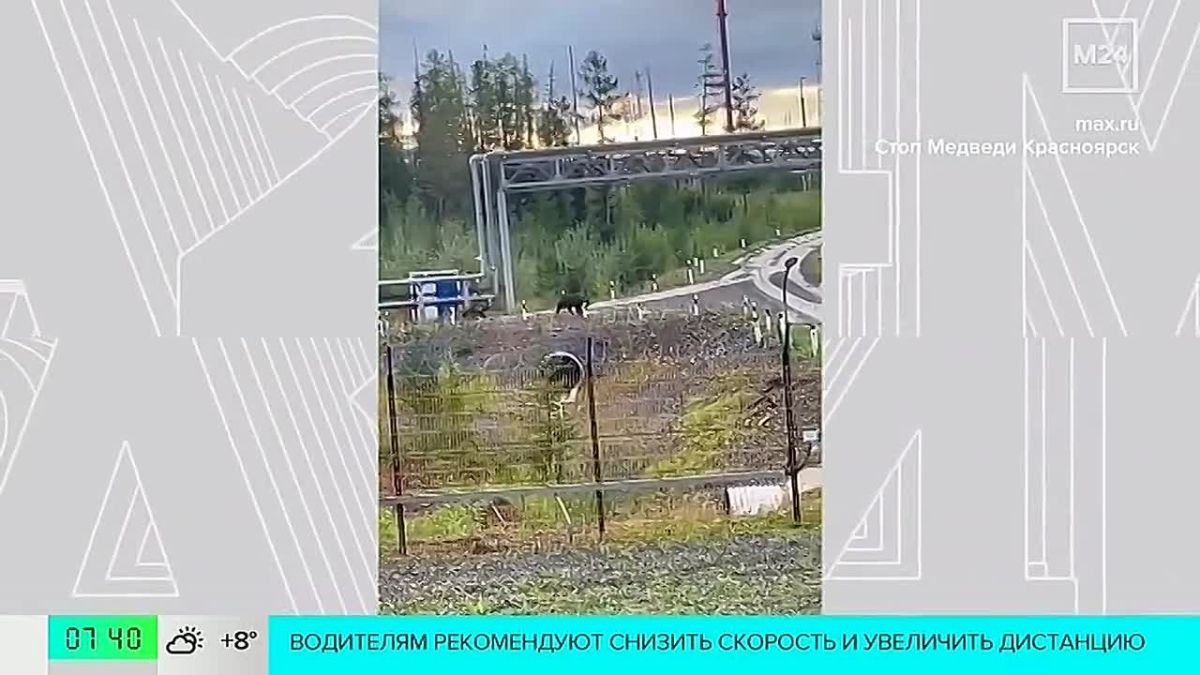 Зоозащитники предложили наказывать тех, кто прикармливает медведей, преследует их и подходит к диким животным ради эффектных фото и роликов для соцсетей