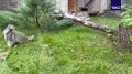 Манулы в период осенней зажировки склонны к обильному питанию и зачастую сами не могут проконтролировать это