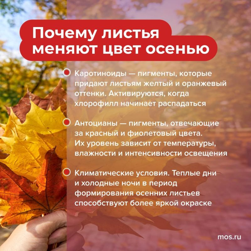 А вы знаете, почему листья осенью меняют цвет? Все дело в хлорофилле, который отвечает за зеленый цвет