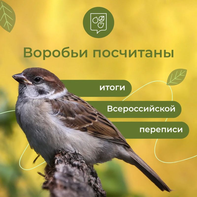 Подведены итоги летнего этапа Всероссийской переписи «Воробьи на кустах»