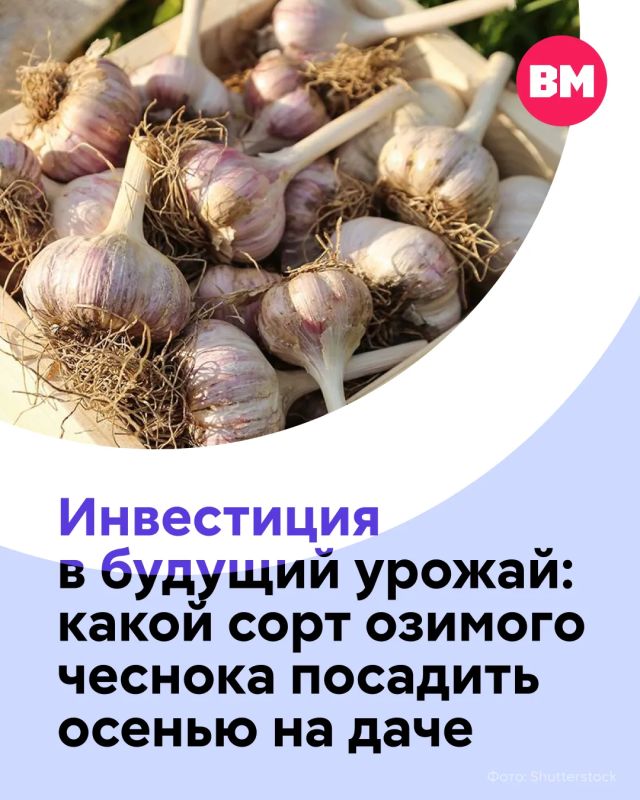 Хотите летом собрать крупный и сочный чеснок? Тогда самое время подумать о выборе сорта