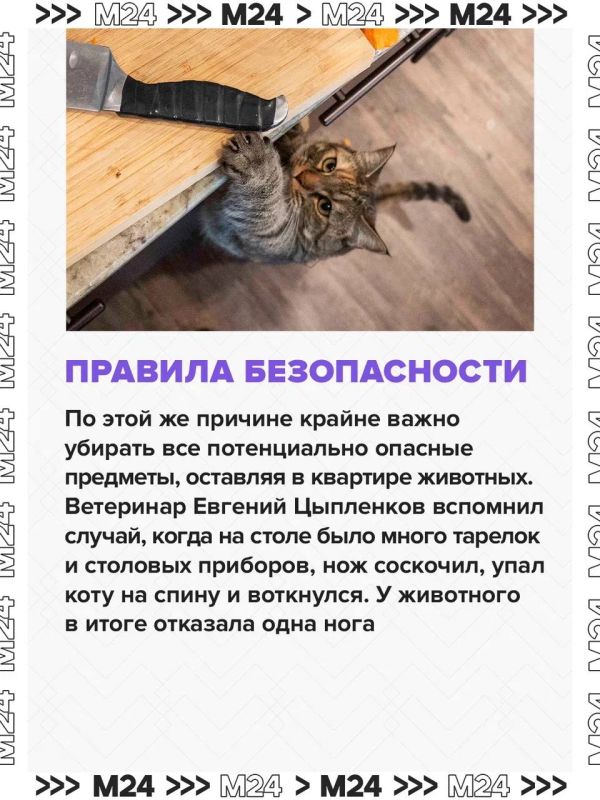 Домашние питомцы могут навлечь беду: за ними в квартире нужен глаз да глаз Домашние питомцы могут навлечь беду: за ними в квартире нужен глаз да глаз