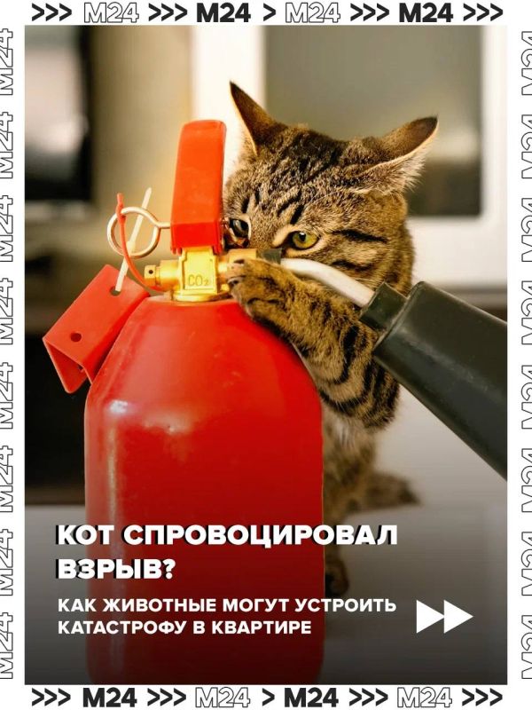 Домашние питомцы могут навлечь беду: за ними в квартире нужен глаз да глаз