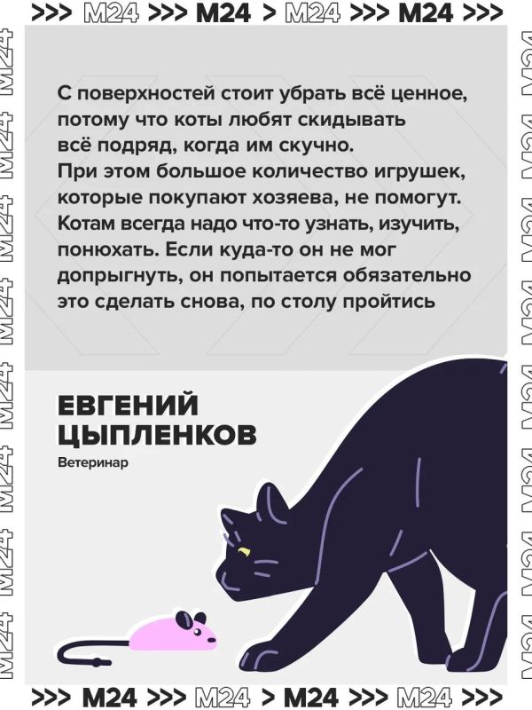 Домашние питомцы могут навлечь беду: за ними в квартире нужен глаз да глаз Домашние питомцы могут навлечь беду: за ними в квартире нужен глаз да глаз