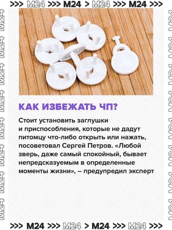 Домашние питомцы могут навлечь беду: за ними в квартире нужен глаз да глаз Домашние питомцы могут навлечь беду: за ними в квартире нужен глаз да глаз