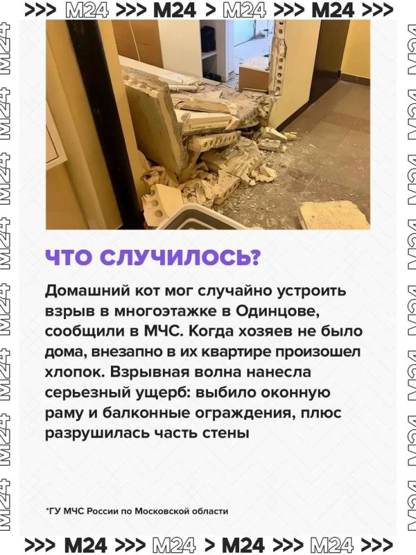 Домашние питомцы могут навлечь беду: за ними в квартире нужен глаз да глаз Домашние питомцы могут навлечь беду: за ними в квартире нужен глаз да глаз