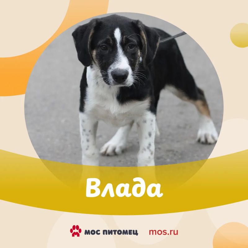 Спешим показать вам очаровательных щенков! Им всего по 3 месяца, и каждый малыш ждет своего человека Спешим показать вам очаровательных щенков! Им всего по 3 месяца, и каждый малыш ждет своего человека
