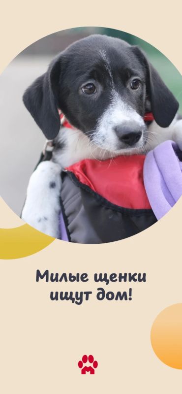Спешим показать вам очаровательных щенков! Им всего по 3 месяца, и каждый малыш ждет своего человека