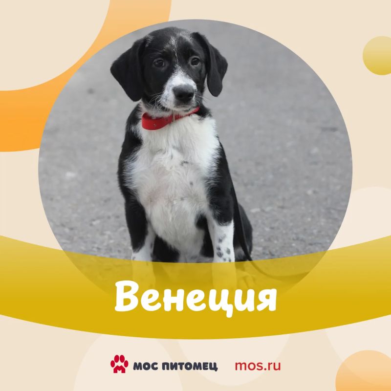 Спешим показать вам очаровательных щенков! Им всего по 3 месяца, и каждый малыш ждет своего человека Спешим показать вам очаровательных щенков! Им всего по 3 месяца, и каждый малыш ждет своего человека