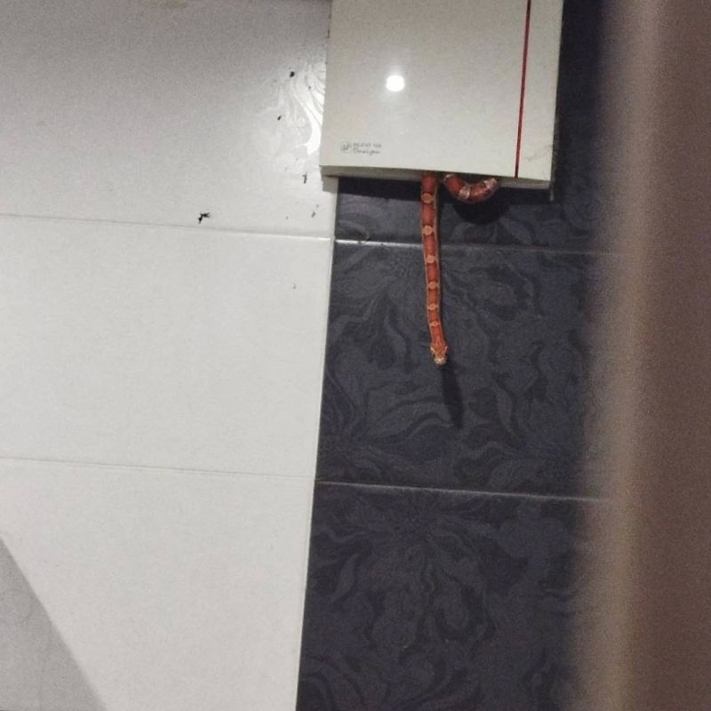 Змея выползла из вентиляции в душе и напугала мужчину в Москве Змея выползла из вентиляции в душе и напугала мужчину в Москве