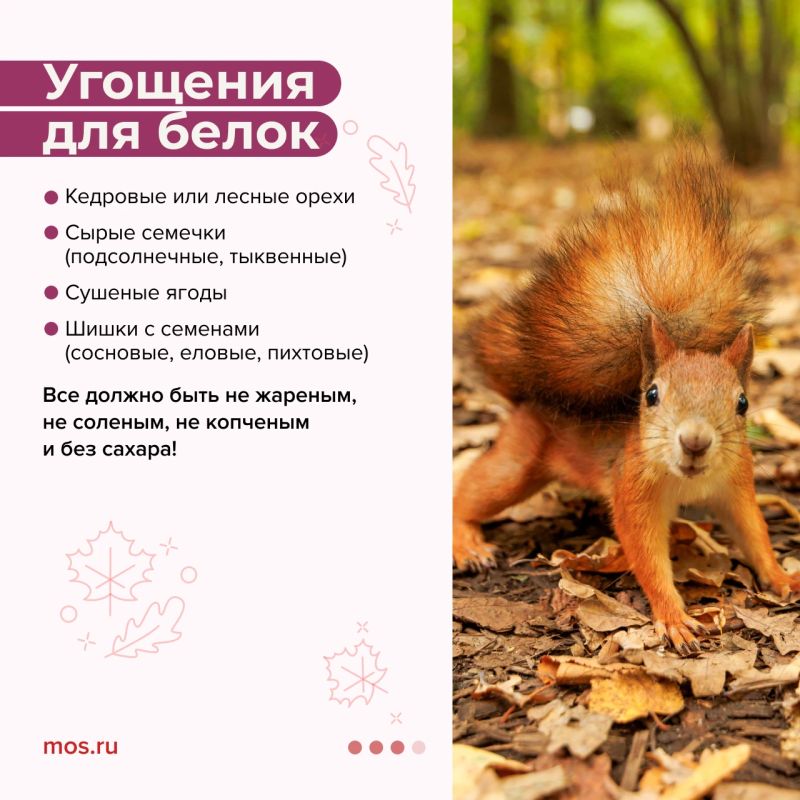 Хотите помочь животным подготовиться к зиме? Тогда присоединяйтесь к акции «Выходные добрых дел» Хотите помочь животным подготовиться к зиме? Тогда присоединяйтесь к акции «Выходные добрых дел»