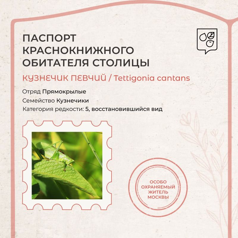 Стрекотание, которое мы бережем: кузнечик певчий в Красной книге Москвы