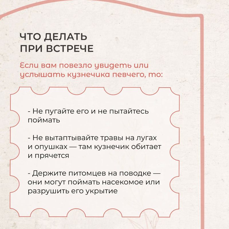 Стрекотание, которое мы бережем: кузнечик певчий в Красной книге Москвы Стрекотание, которое мы бережем: кузнечик певчий в Красной книге Москвы