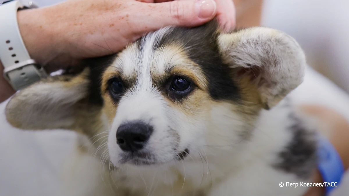 Темный шоколад смертелен для собак