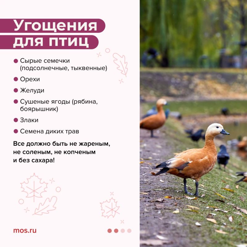 Хотите помочь животным подготовиться к зиме? Тогда присоединяйтесь к акции «Выходные добрых дел» Хотите помочь животным подготовиться к зиме? Тогда присоединяйтесь к акции «Выходные добрых дел»