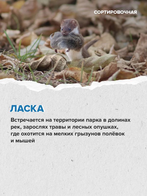 На территории московской части «Лосиного Острова» обитает 2635 видов животных На территории московской части «Лосиного Острова» обитает 2635 видов животных