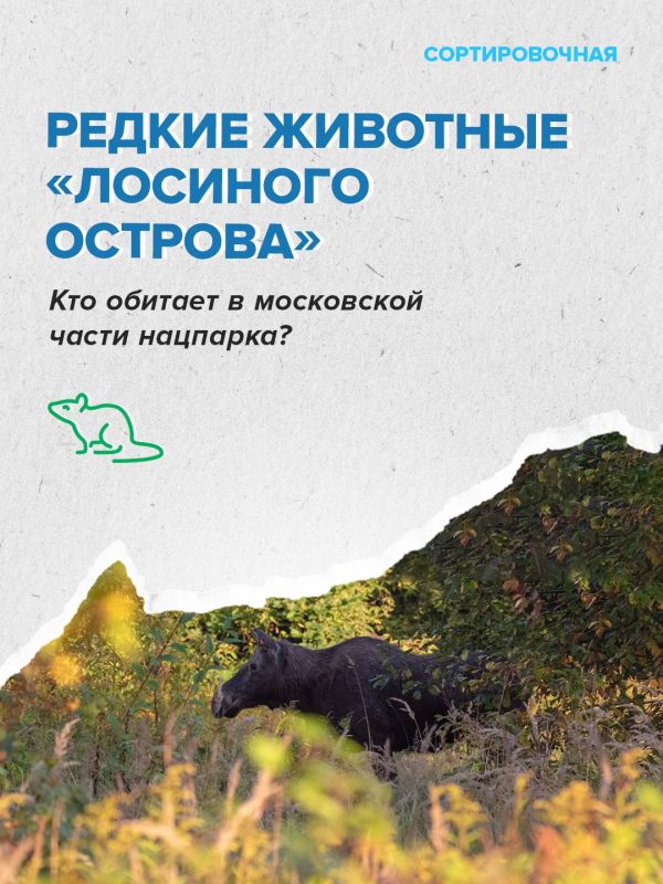 На территории московской части «Лосиного Острова» обитает 2635 видов животных
