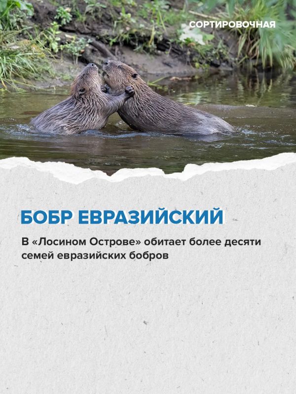 На территории московской части «Лосиного Острова» обитает 2635 видов животных На территории московской части «Лосиного Острова» обитает 2635 видов животных