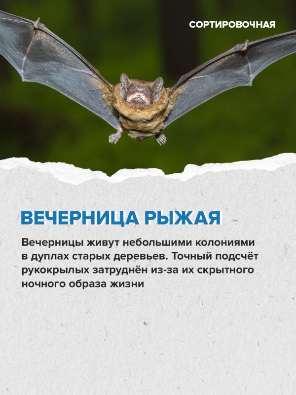 На территории московской части «Лосиного Острова» обитает 2635 видов животных На территории московской части «Лосиного Острова» обитает 2635 видов животных