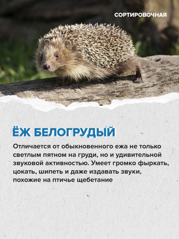 На территории московской части «Лосиного Острова» обитает 2635 видов животных На территории московской части «Лосиного Острова» обитает 2635 видов животных