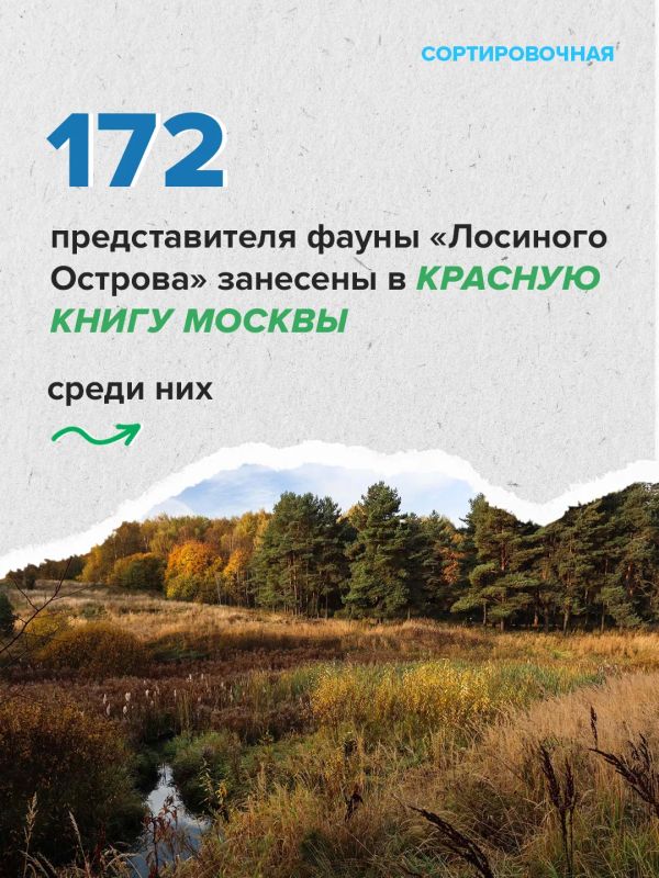 На территории московской части «Лосиного Острова» обитает 2635 видов животных На территории московской части «Лосиного Острова» обитает 2635 видов животных