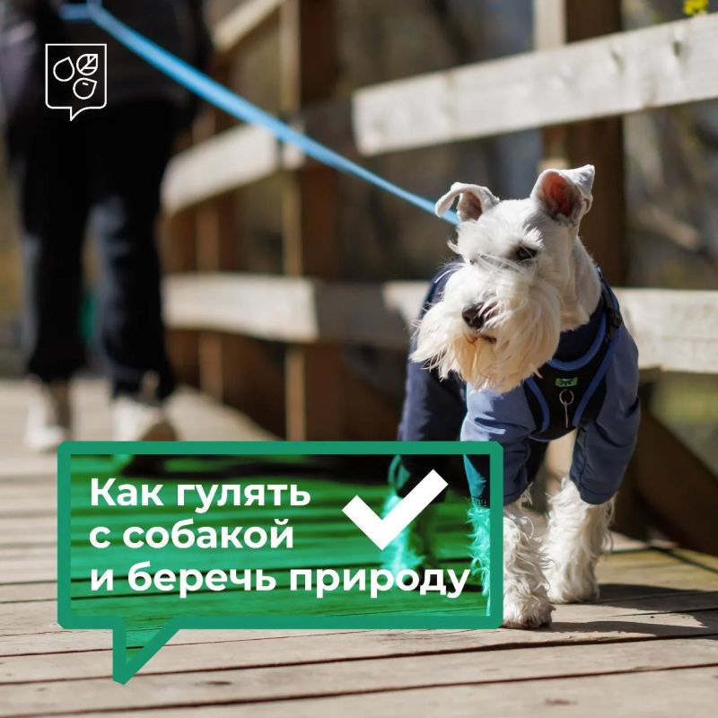 Поводок: простая деталь, которая бережет природу