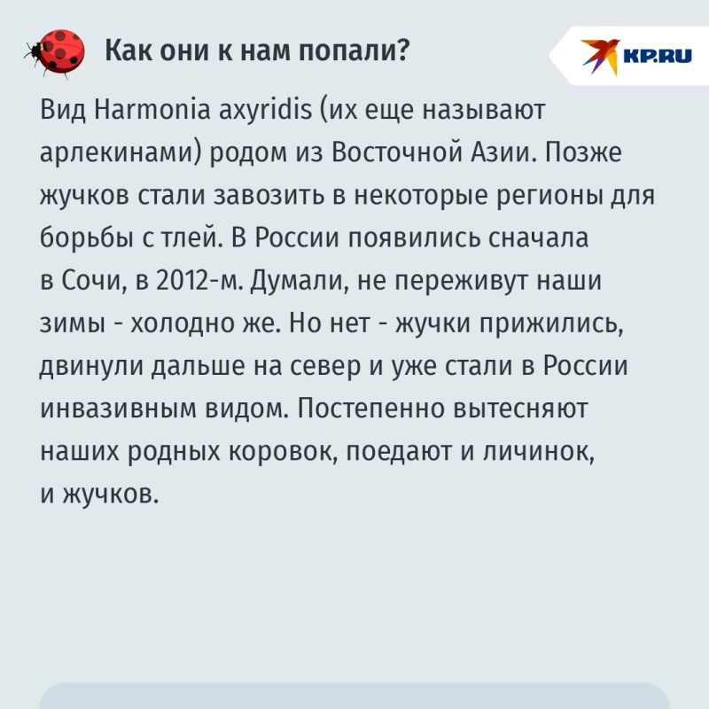 Москвичей предупредили о нашествии азиатских божьих коровок Москвичей предупредили о нашествии азиатских божьих коровок