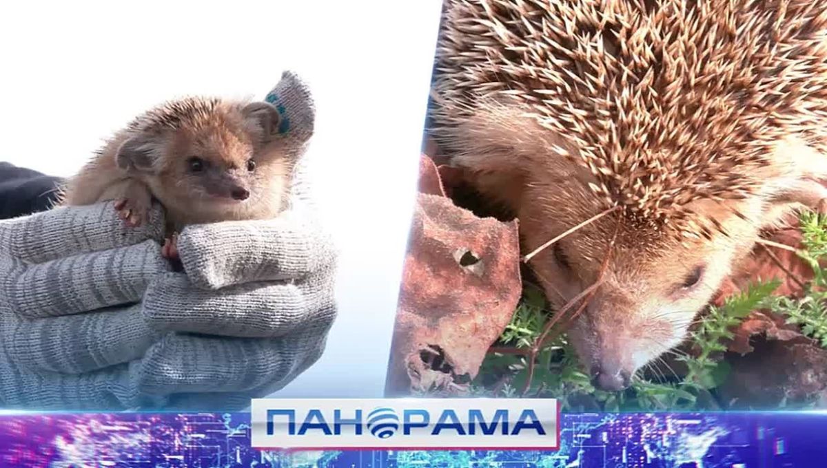 Ушастые ежи вернулись в природу ДНР спустя 20 лет: что успели натворить колючие пока ехали?