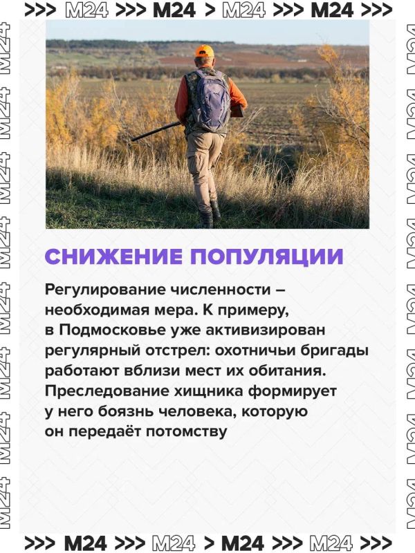 Нашествие волков зафиксировали в нескольких российских регионах Нашествие волков зафиксировали в нескольких российских регионах
