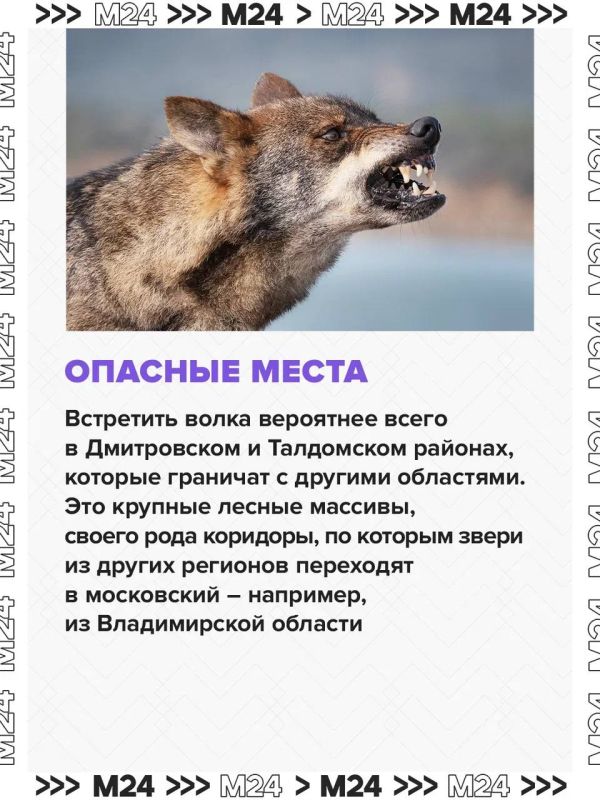 Нашествие волков зафиксировали в нескольких российских регионах Нашествие волков зафиксировали в нескольких российских регионах