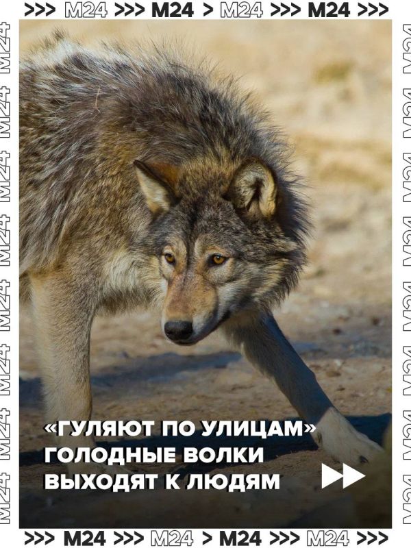 Нашествие волков зафиксировали в нескольких российских регионах