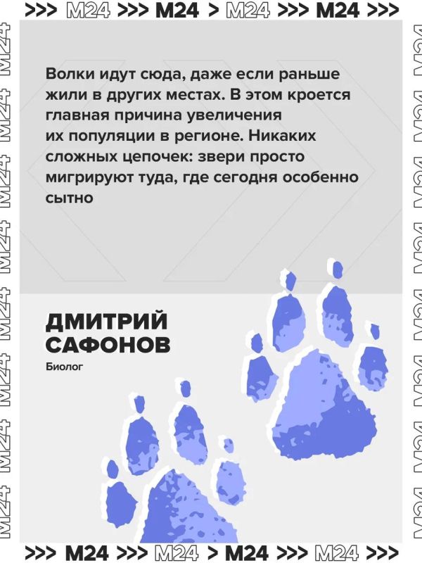 Нашествие волков зафиксировали в нескольких российских регионах Нашествие волков зафиксировали в нескольких российских регионах