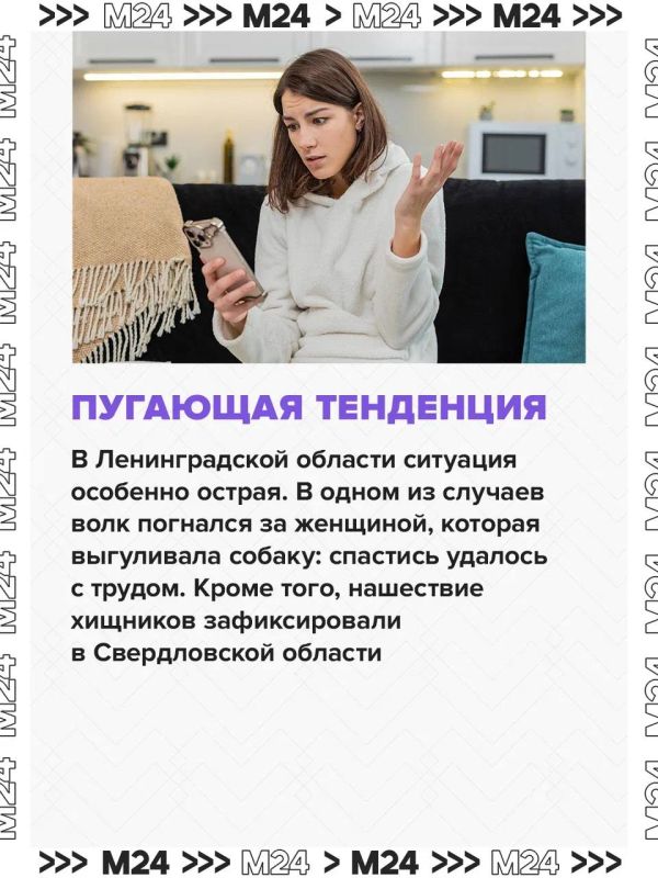 Нашествие волков зафиксировали в нескольких российских регионах Нашествие волков зафиксировали в нескольких российских регионах