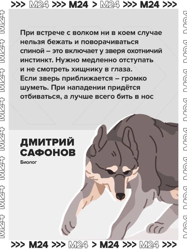 Нашествие волков зафиксировали в нескольких российских регионах Нашествие волков зафиксировали в нескольких российских регионах
