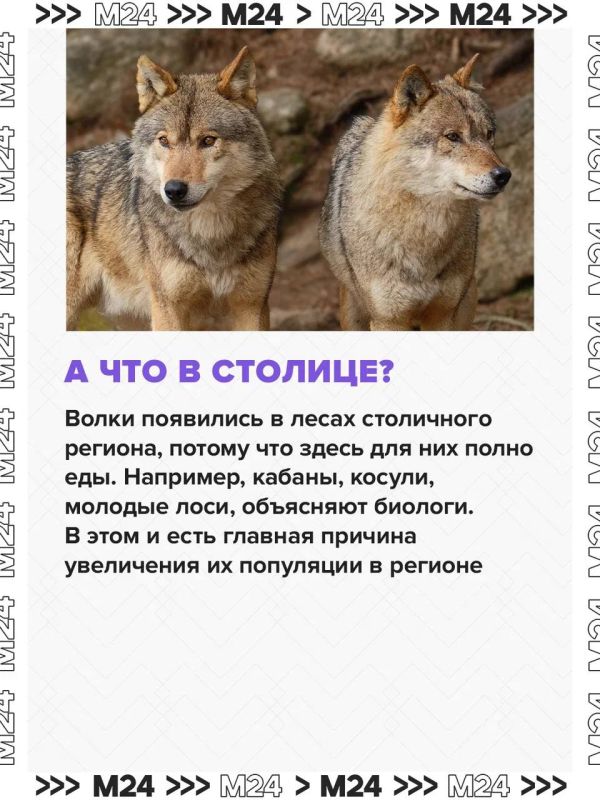 Нашествие волков зафиксировали в нескольких российских регионах Нашествие волков зафиксировали в нескольких российских регионах