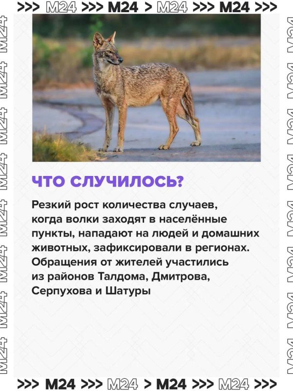 Нашествие волков зафиксировали в нескольких российских регионах Нашествие волков зафиксировали в нескольких российских регионах