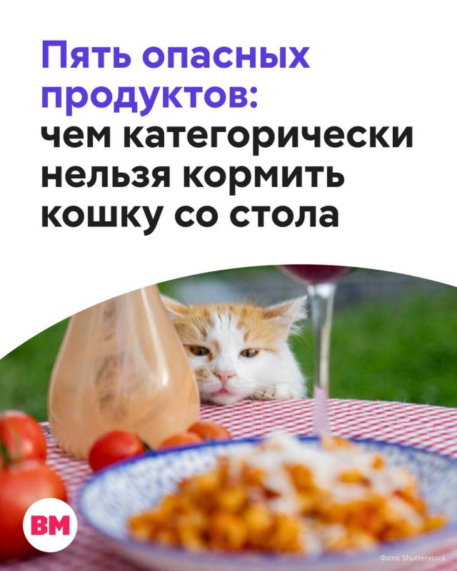 Жалобный взгляд хвостатого пушистика способен растопить любое сердце…