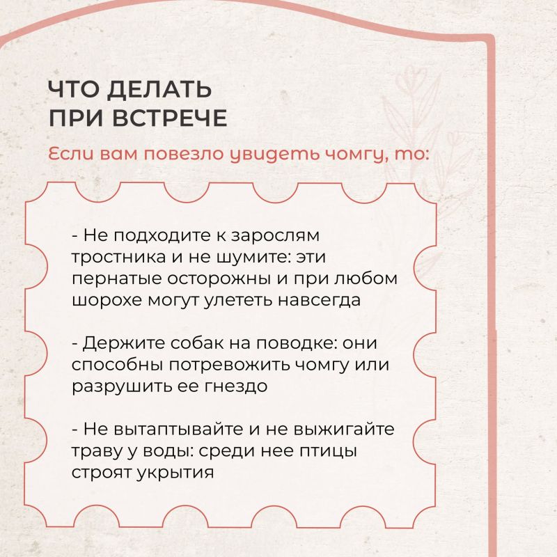 Редкая обитательница столичных прудов Редкая обитательница столичных прудов