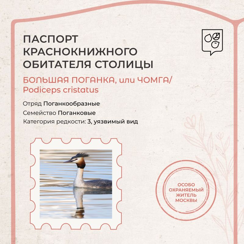 Редкая обитательница столичных прудов