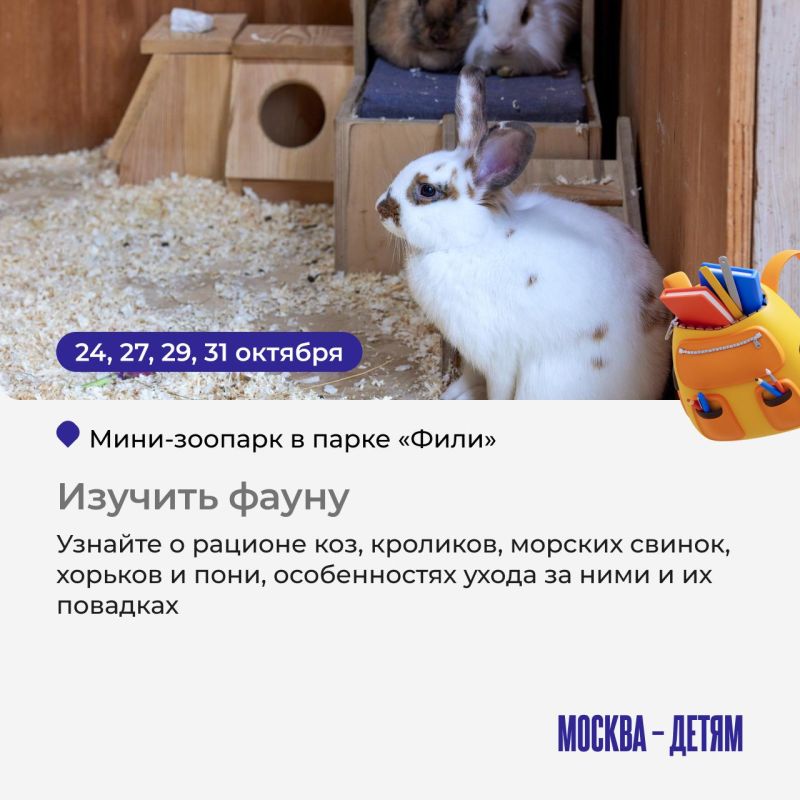 Собрали интересные идеи, как провести эти осенние каникулы, чтобы ребенок не сидел за экраном Собрали интересные идеи, как провести эти осенние каникулы, чтобы ребенок не сидел за экраном
