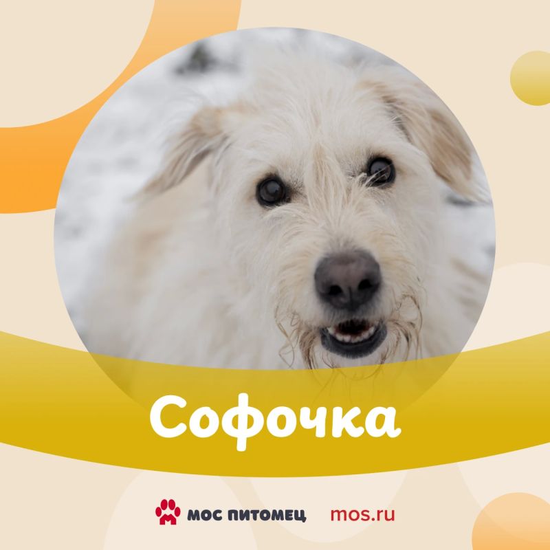 Первый снег в Москве может выпасть в начале ноября Первый снег в Москве может выпасть в начале ноября