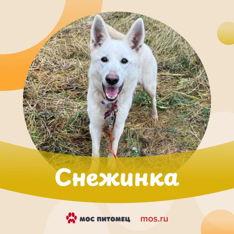 Первый снег в Москве может выпасть в начале ноября Первый снег в Москве может выпасть в начале ноября